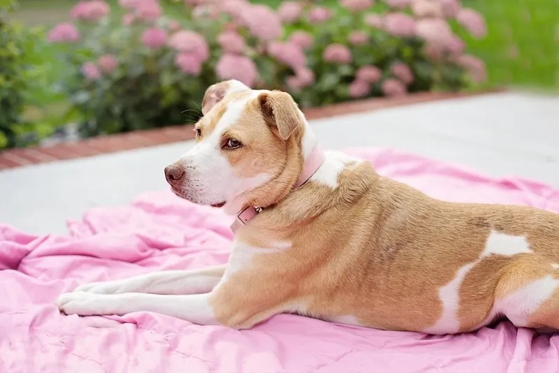 Warum ein eingezäunter Garten so wichtig ist