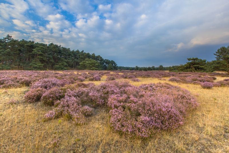 park de Hoge Veluwe