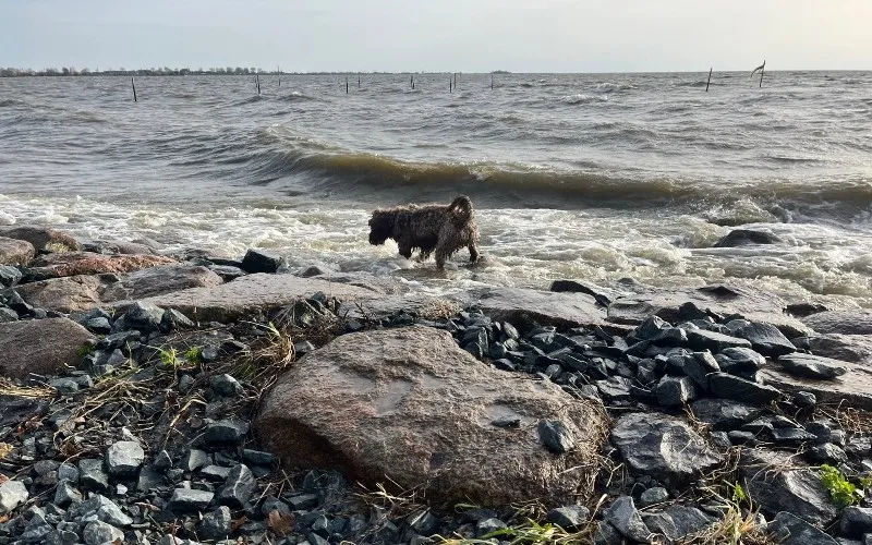 Hund IJsselmeer Niederlande