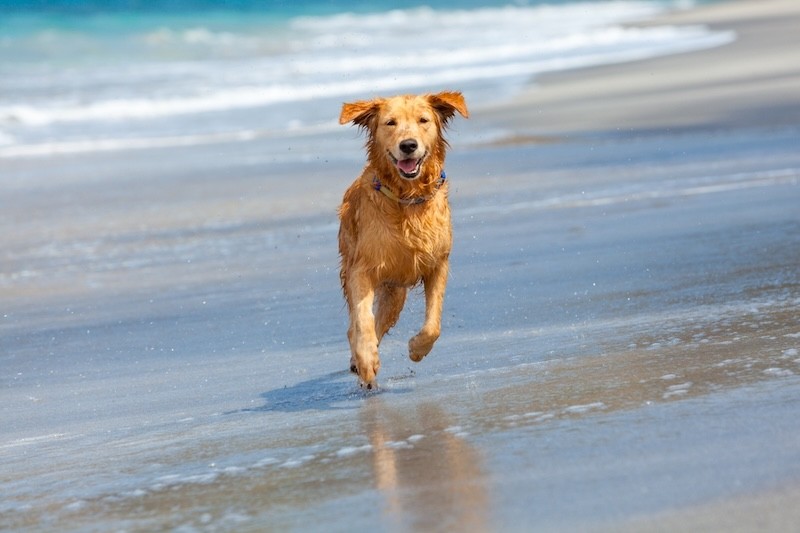 Hund am Strand auf Texel