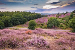 Hoge Veluwe