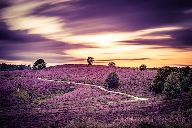 Veluwe - Posbank