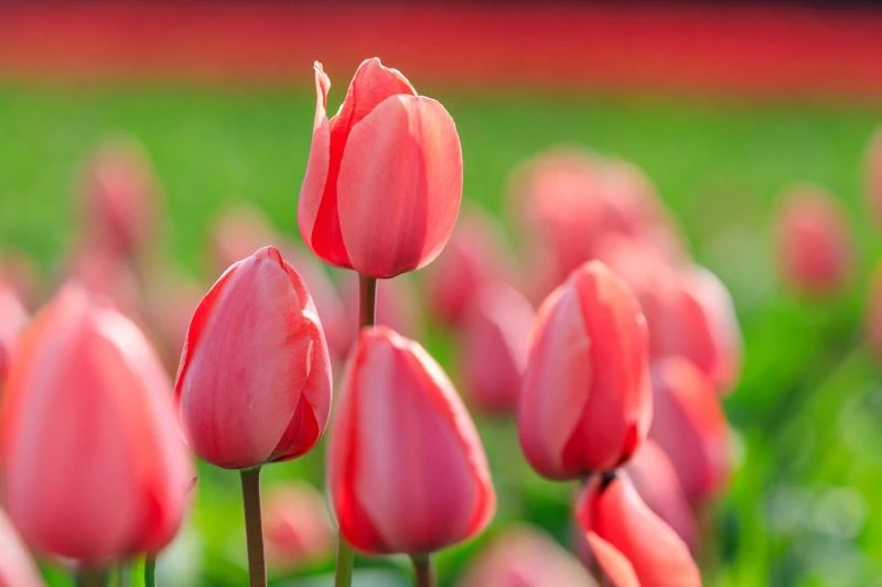 Tulpenfelder rund um Callantsoog