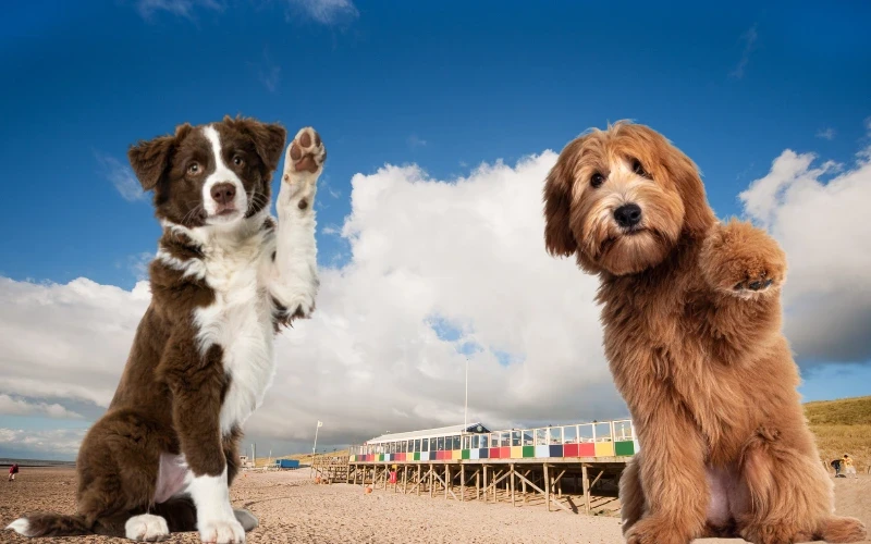 Callantsoog Hundefreundlich