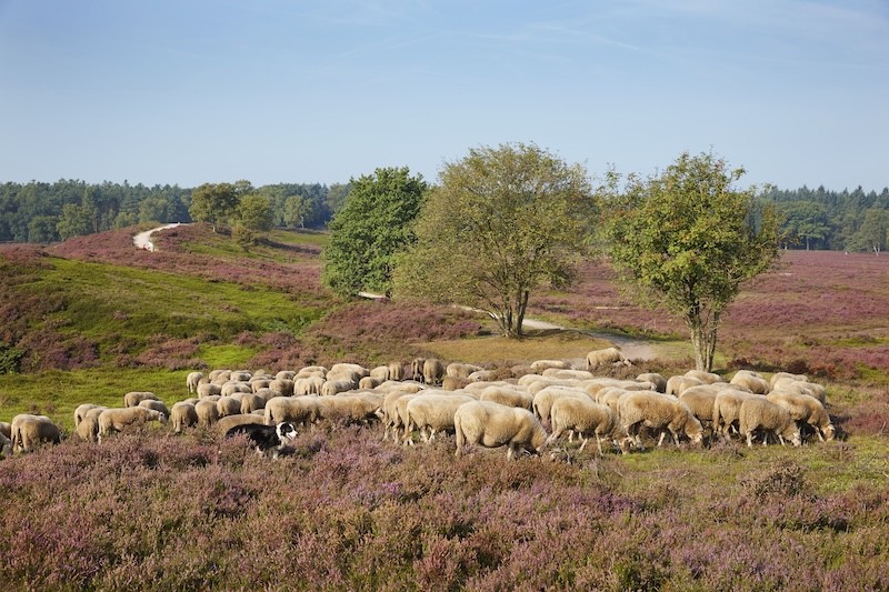 Veluwe