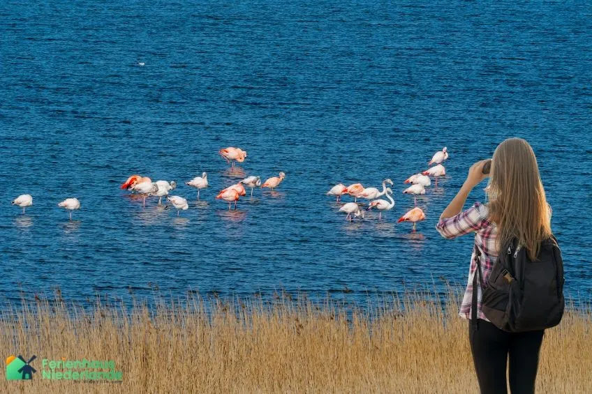 Wandern Grevelingenmeer Niederlande