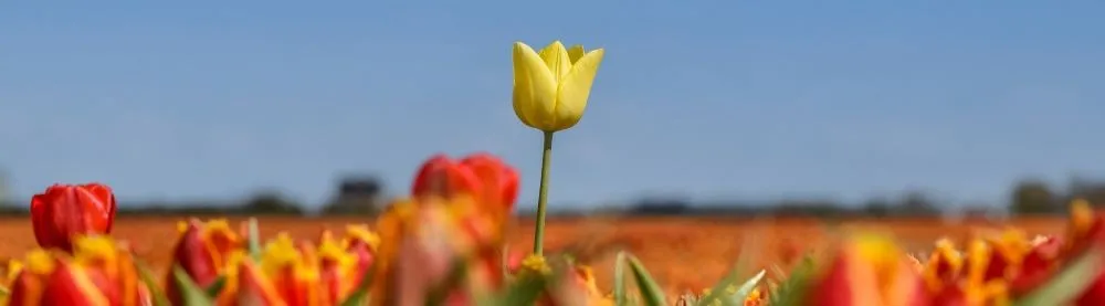 Tulpenfelder bei Callantsoog