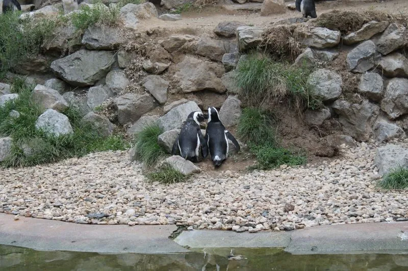 Burgers’ Zoo, Arnhem