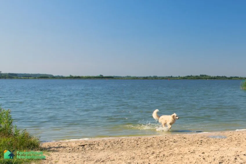 Veluwemeer Hund Erkemederstrand