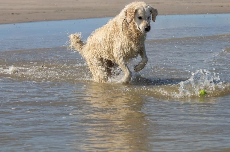 Hund im Meer