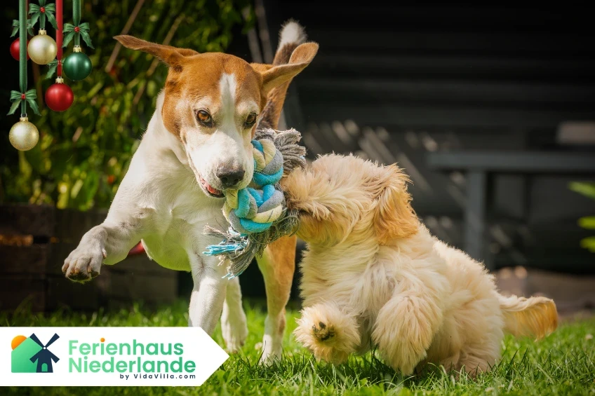 Ferienhäuser ​​​​​​​mit umzäuntem Garten in Zeeland Niederlande