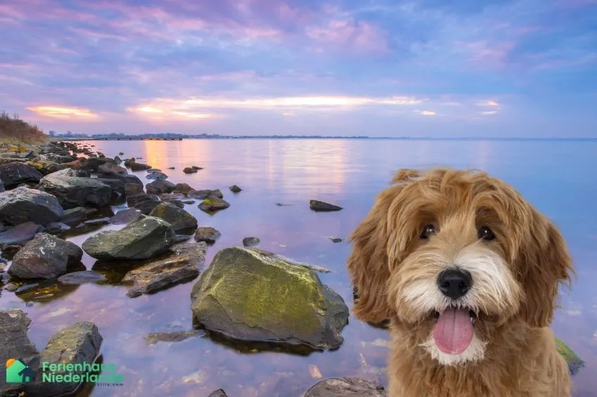 Grevelingenmeer Hund
