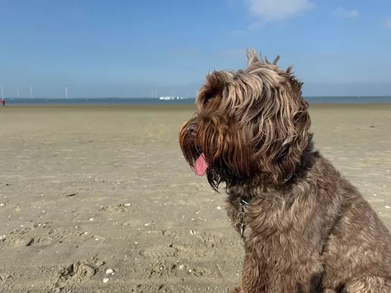 Hund am Strand in Breskens