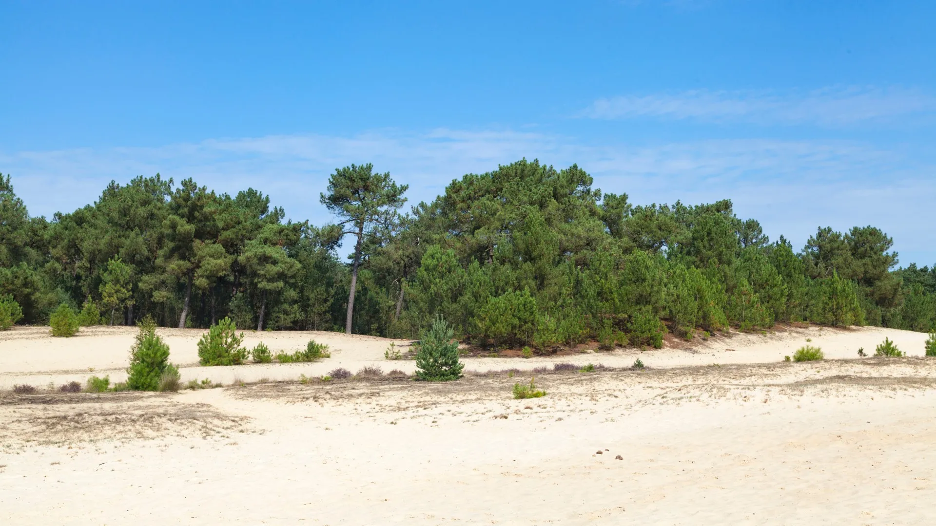 Loonse en Drunense Duinen Niederlande