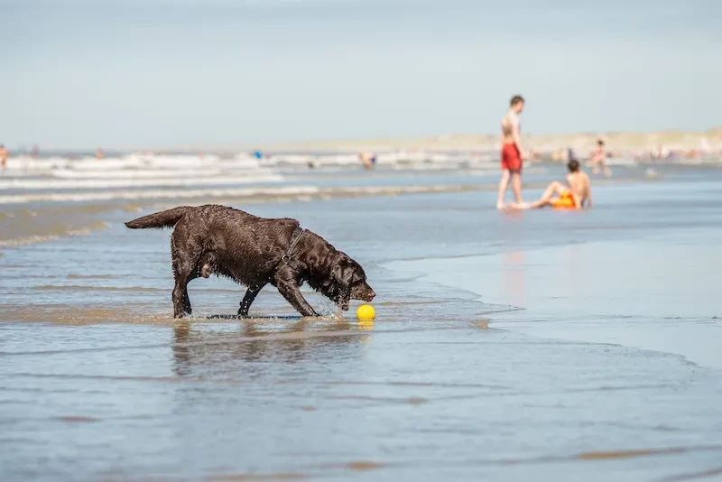 Familienurlaub mit Hund