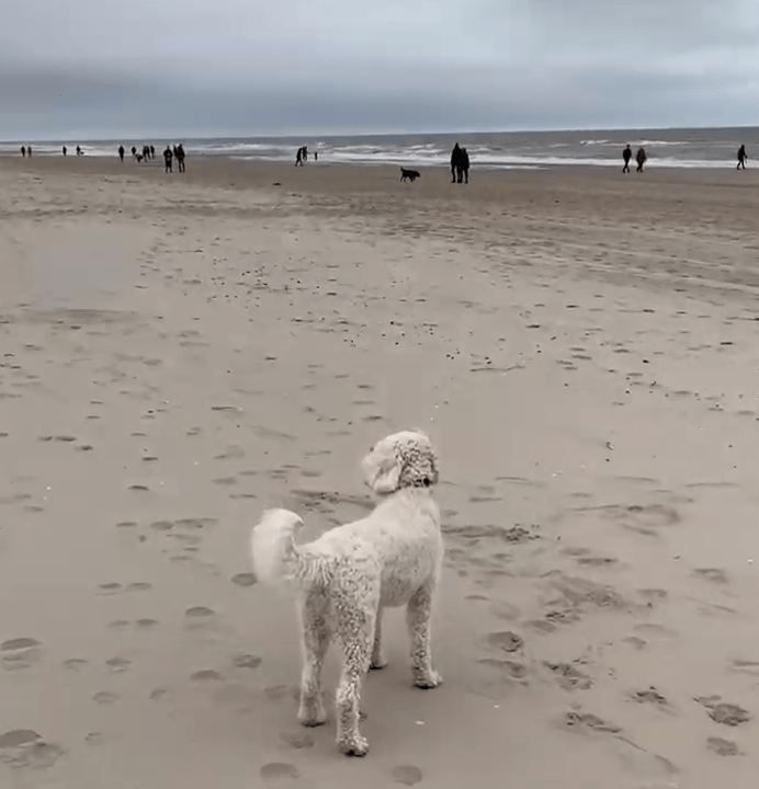 Hund  Callantsoog