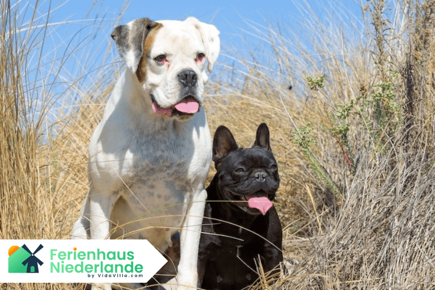 Urlaub mit Hund in Nordholland: Strände, Orte und Tipps