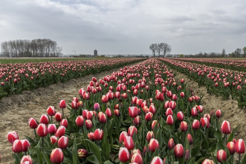 Tulpenfeld in Nordholland