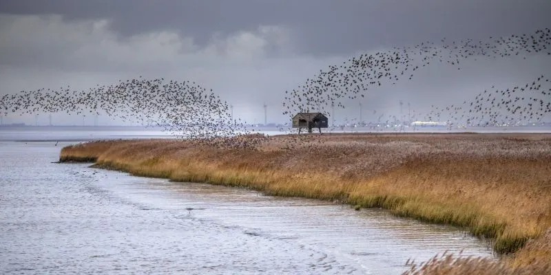 Vogel Lauwersmeer