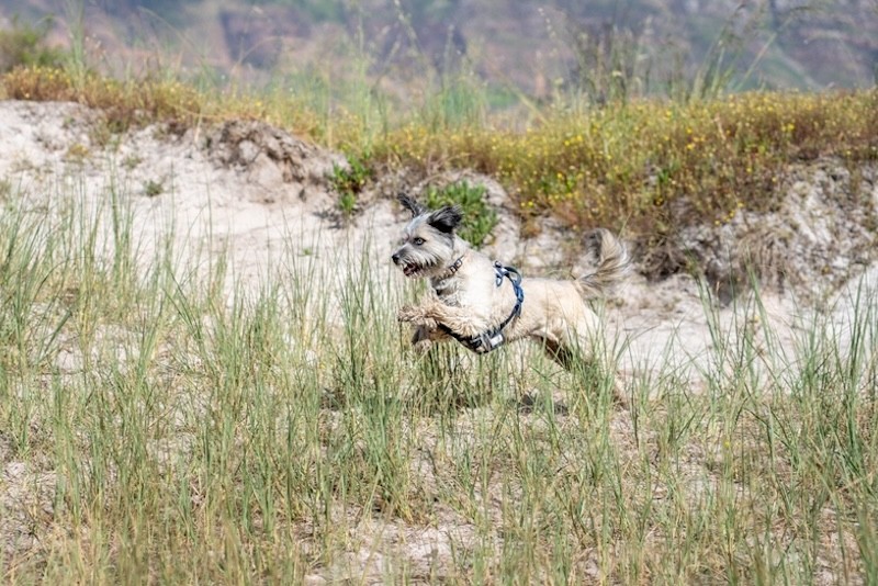 Hund in den Dünen in Nordholland
