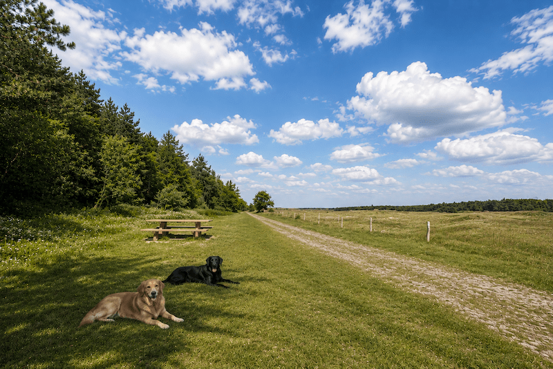 Roosduinen bei Ballum