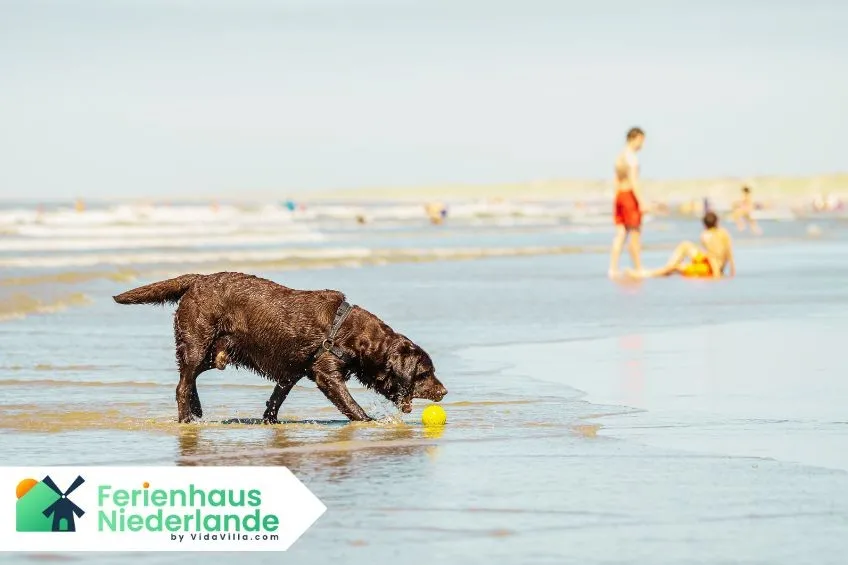 10 hundefreundliche Strände in den Niederlanden – Für einen entspannten Urlaub mit Ihrem Hund