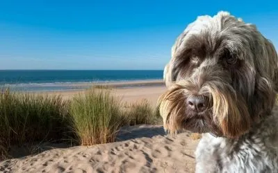 Mit Hund nach Renesse