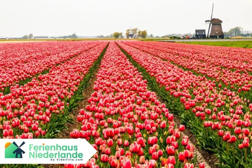 Tulpen in den Niederlanden