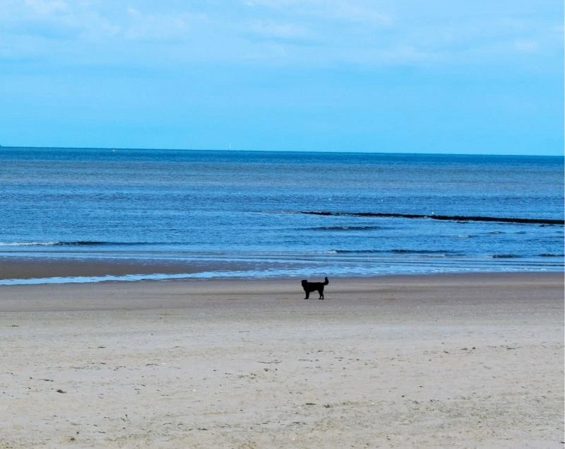 Hund Strand Niederlande