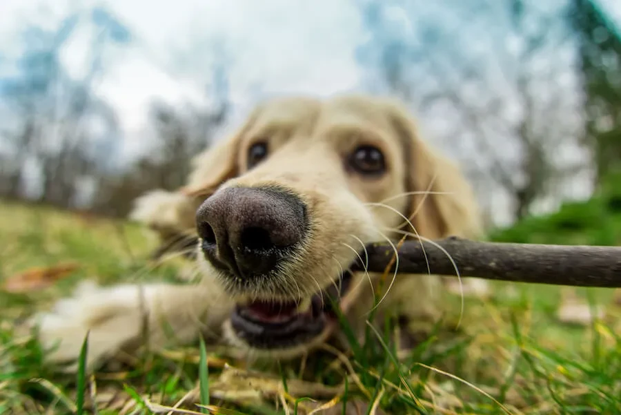 Ferienhäuser  mit Hund in Groningen