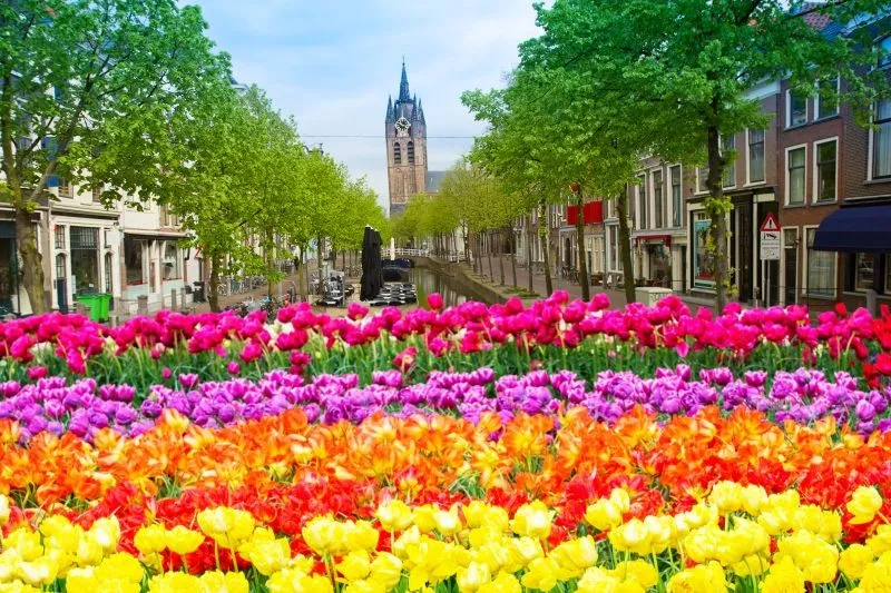 Delft Frueling