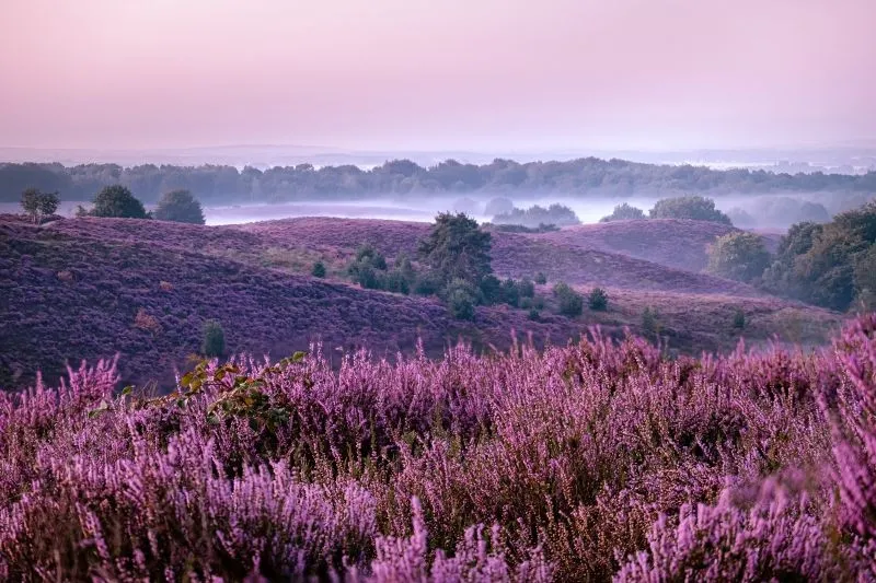 Nationalpark Veluwezoom