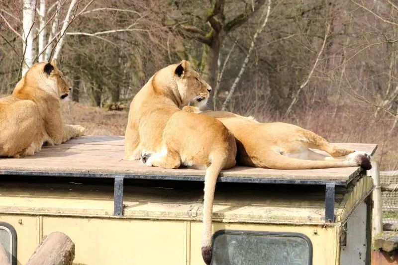 Safaripark Beekse Bergen – Hilvarenbeek