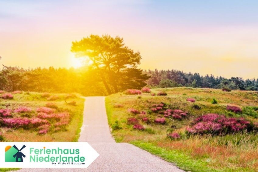 Fahrradparadies Veluwe – Entdecken Sie Natur, Ruhe und perfekt ausgebaute Radwege im Herzen der Niederlande