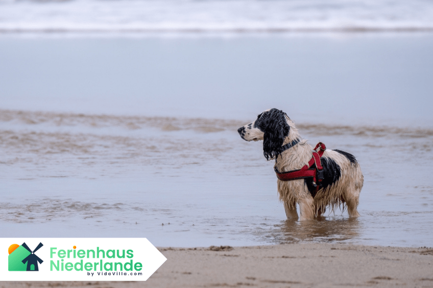 Hund am Nordseestrand auf Ameland