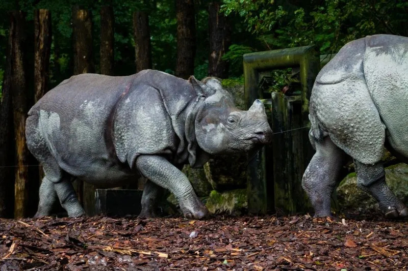 DierenPark Amersfoort, Amersfoort