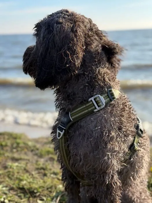 Hund stadstrand Hoorn IJsselmeer