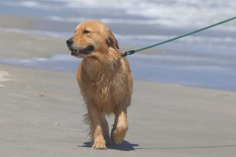 Regeln für Hunde