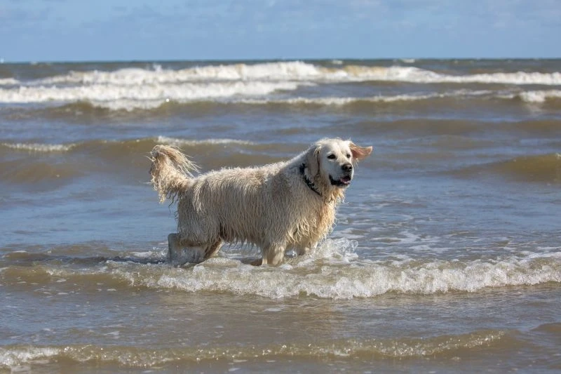 Hund am Meer