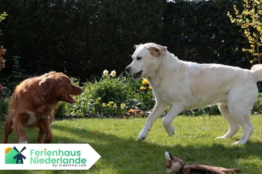 Urlaub mit Hund in Holland: Ferienhäuser mit eingezäuntem Garten