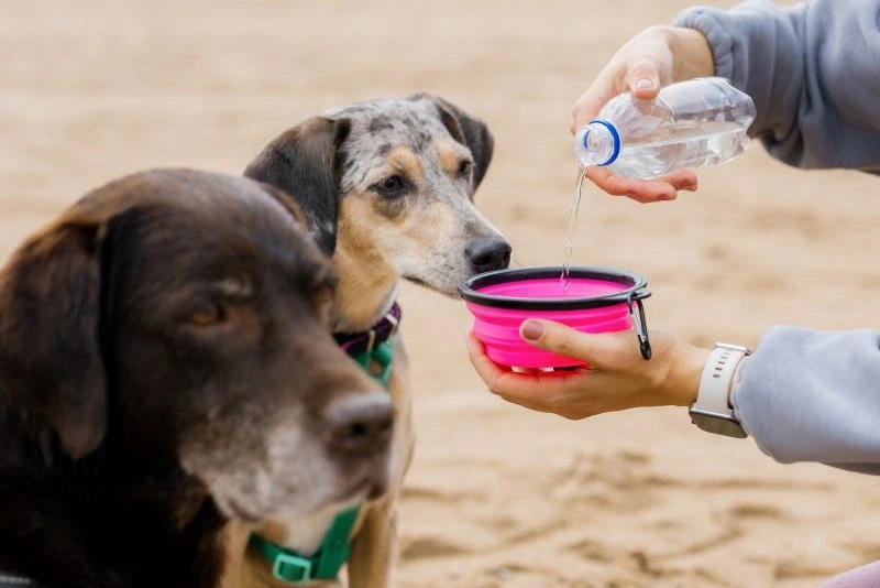 Hund Trinken