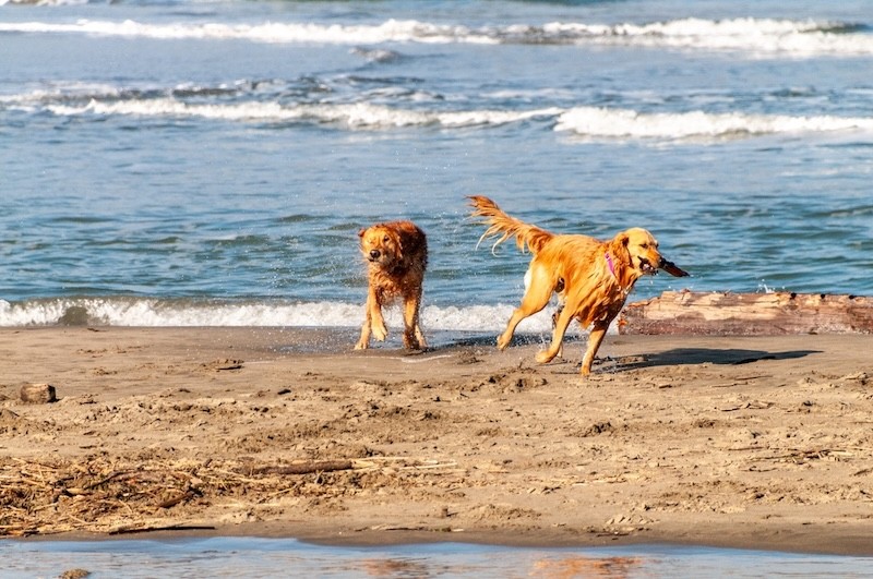 Restaurants und Strandpavillons mit Hund
