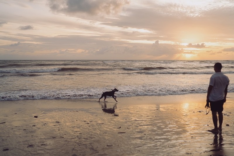 ​​​​​​​Für Hundehalter bietet Nordholland vieles: