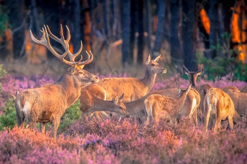 Nationalpark De Hoge Veluwe