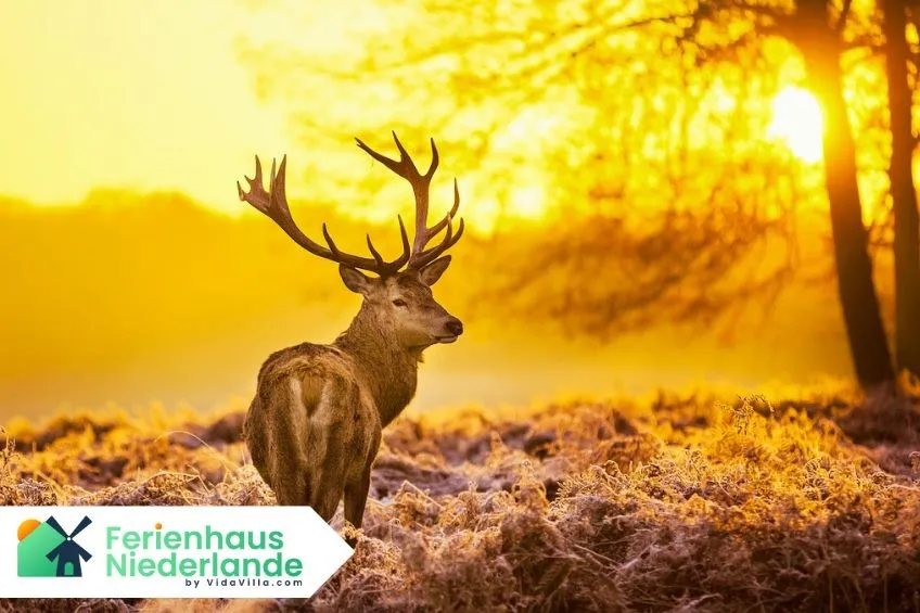 Die 5 schönsten Dörfer auf der Veluwe